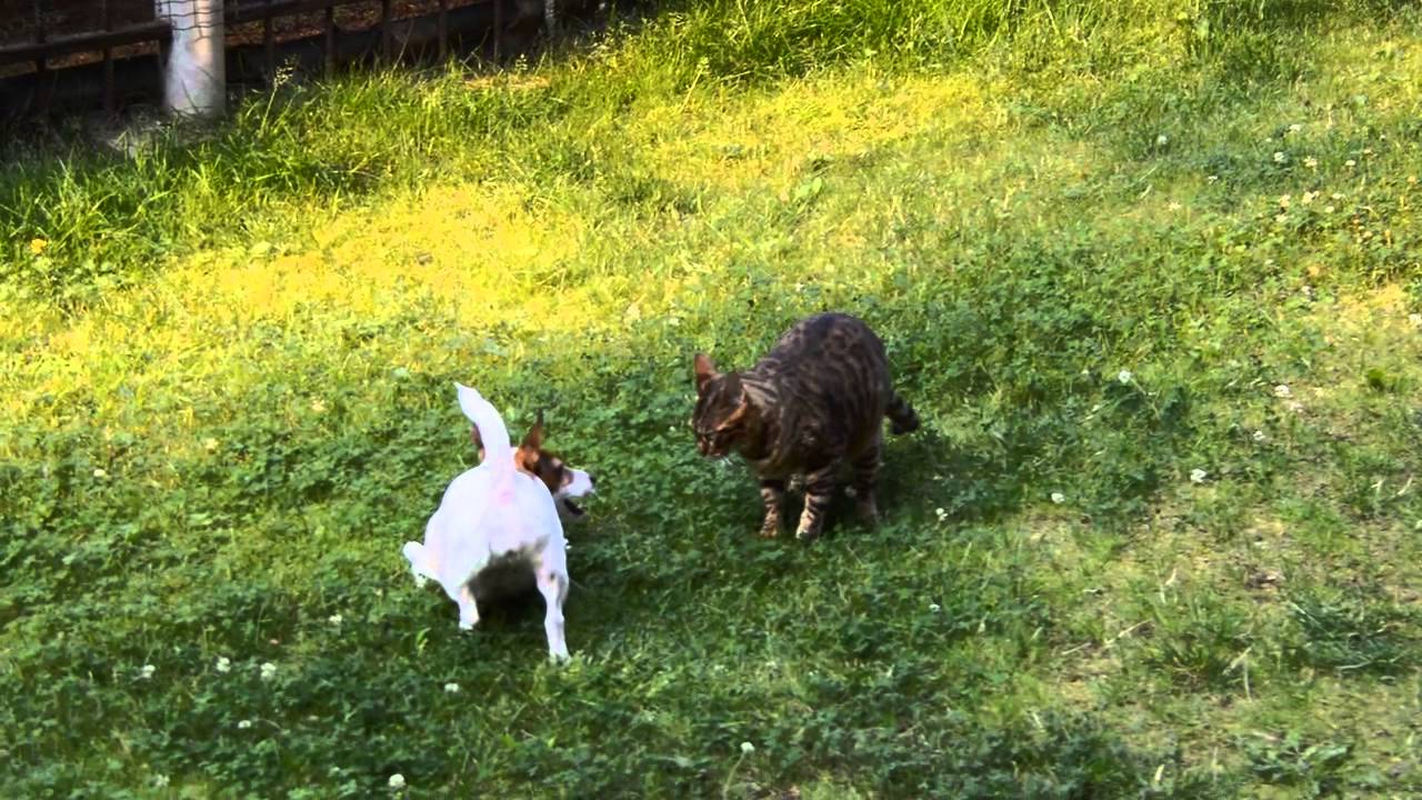 Jack Russell play with Bengal cat YouTube