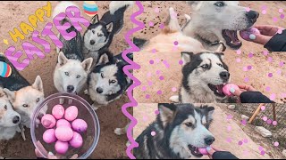 BUT Is It Husky Approved | Ep 9: 'Boiled Eggs' | HAPPY EASTER! by The Husky Family 3,600 views 4 years ago 4 minutes, 5 seconds