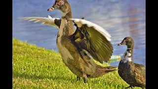 Learn to fly (unknown artist)