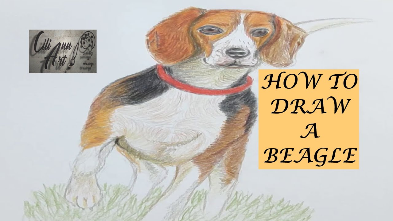 How To Draw A Beagle Easy 🎨 Step By Step Dog Drawing Tutorial - YouTube