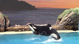 First Public Orca Encounter Rehearsal at SeaWorld San Diego 5-26-17 Part 2