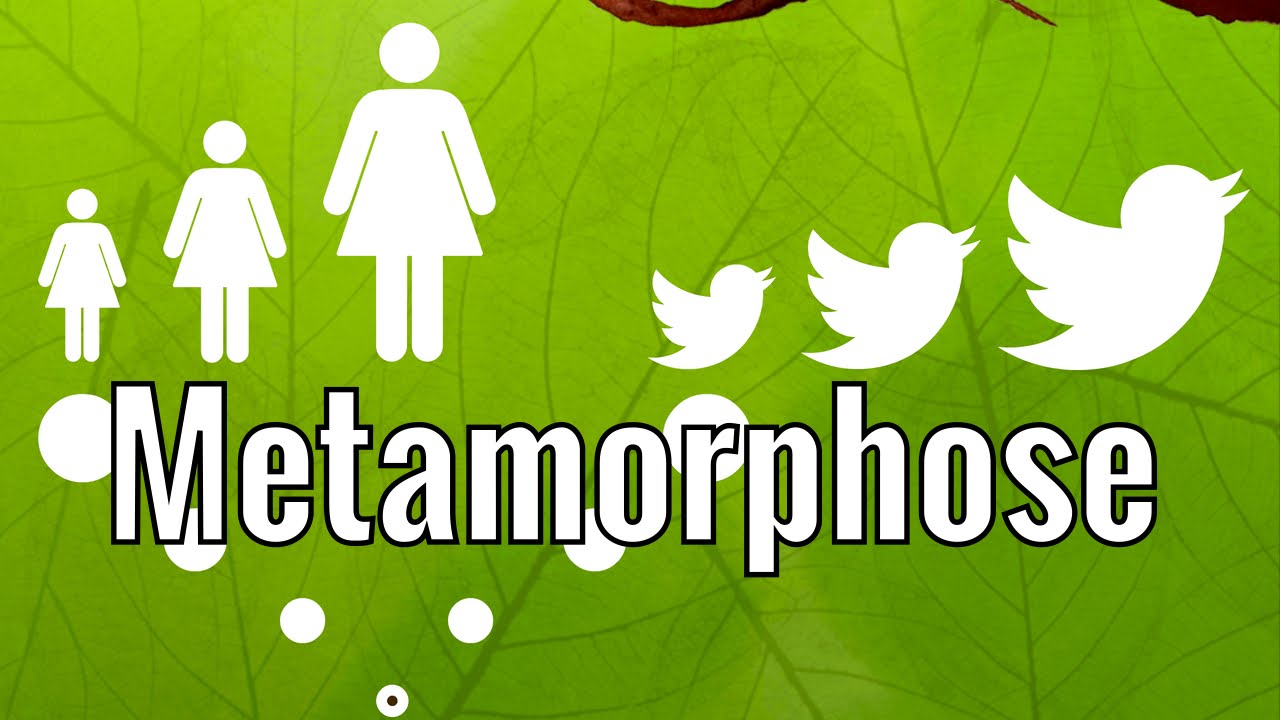 Von der Raupe zum Schmetterling - Metamorphose