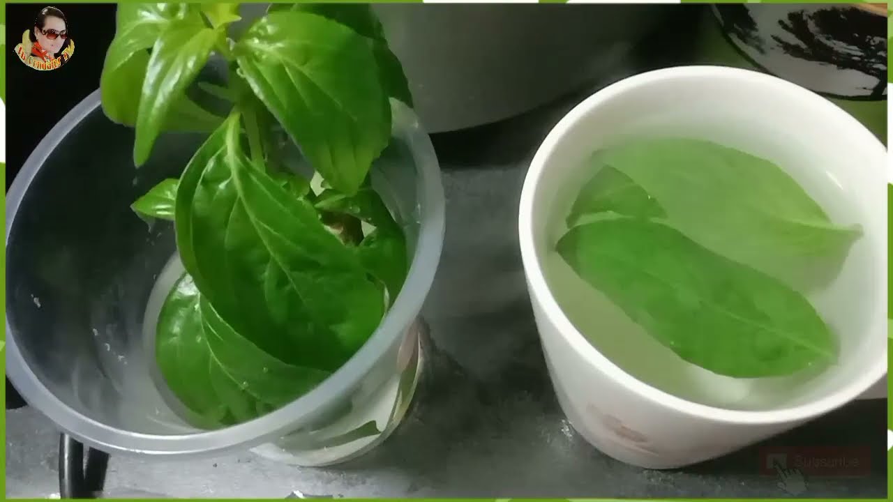 SERPENTINA One Herbal Plants & It's Benefits A Herbal Tea for