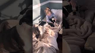 A girl and her Boston Terriers by Patriot Beekeeper 249 views 1 month ago 1 minute, 10 seconds