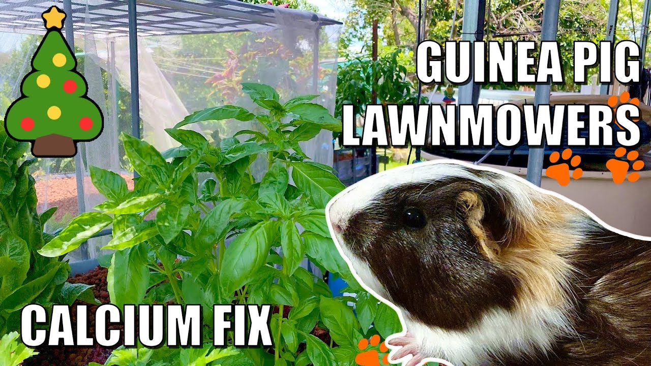 Guinea Pigs Calcium Prone Deficiency Reference: Chrissy Aquaponics Update Calcium Deficiency Fixed Guinea Pig