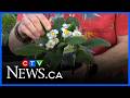 Golden Acre: All about perennials