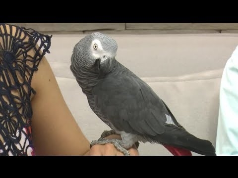 Vídeo: Como tratar um cão que comeu veneno de rato