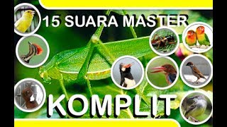 Wow..!!! Ini 15 Suara Master Komplit Cocok Untuk Kompetisi Burung Berkicau SasangPS