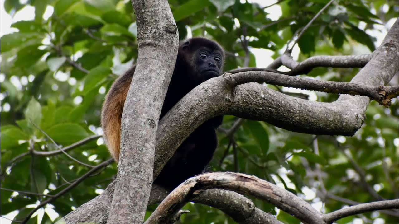 Peaceful Jungle Ambience ( Monkeys / Birds / Insects…) @432 Hz - YouTube