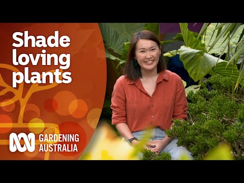 Video: Prydgress For Shade Gardens: Choosing Shade Loving Ornamental Grass