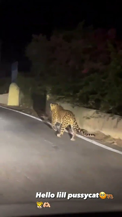 cheetah spotted at kanak ghati, very risky for locals #cheetah #cheetahisback #2022 #jaipur #india