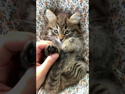 Cat Lovers Status | Cute Kitten | Cat Play | Cat Status | Animal Lovers