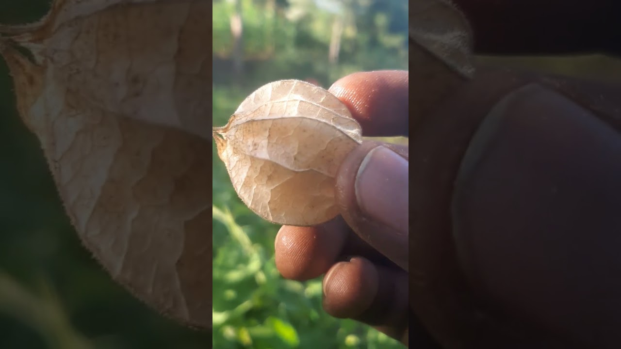 Ripe gooseberry in my kitui farm
