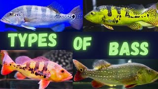 Types Of Bass Fish | Large Mouth Bass | Peacock bass | Azul Peacock bass | Temensis | Kelberi