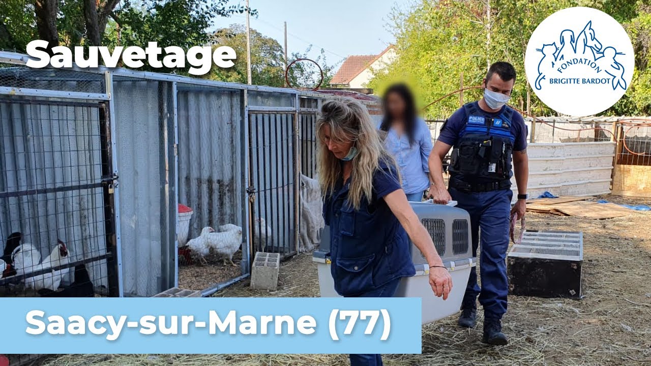 La FBB prend en charge des chiens, moutons, chèvres, oiseaux dan le 77