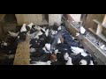 Киевские светляки 24.05.21г/kiev pigeons /tumbler