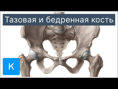 Тазовая и бедренная кость - Анатомия человека | Kenhub