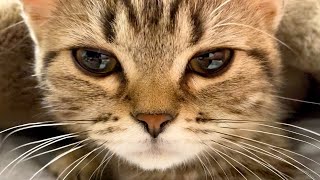 【おかわりメル】ゴロゴロASMR