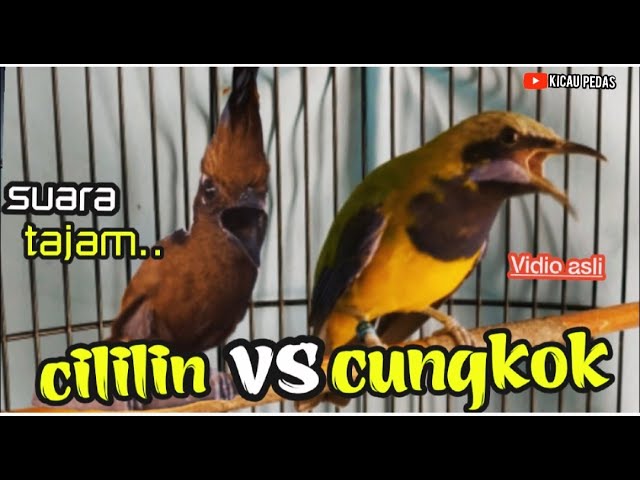 MASTERAN CILILIN VS  CUCAK CUNGKOK  || suara tajam  kasar class=