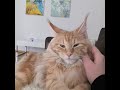 Purring anti-stress :). Maine coon cat.