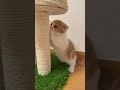 とろゃん爪とぎの直後にうにちゃんが来て…