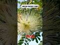 Amazing Shady Tree Albizia Lebbeck With Antique Fragrance Flowers