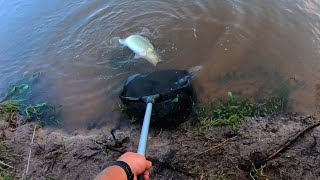 Insane yellowbelly and Murray cod fishing at Lake Nillahcootie, the best fishing I can remember