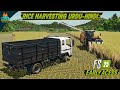 Harvesting Rice in Farming Simulator 25 | Fs25 Urdu Hindi