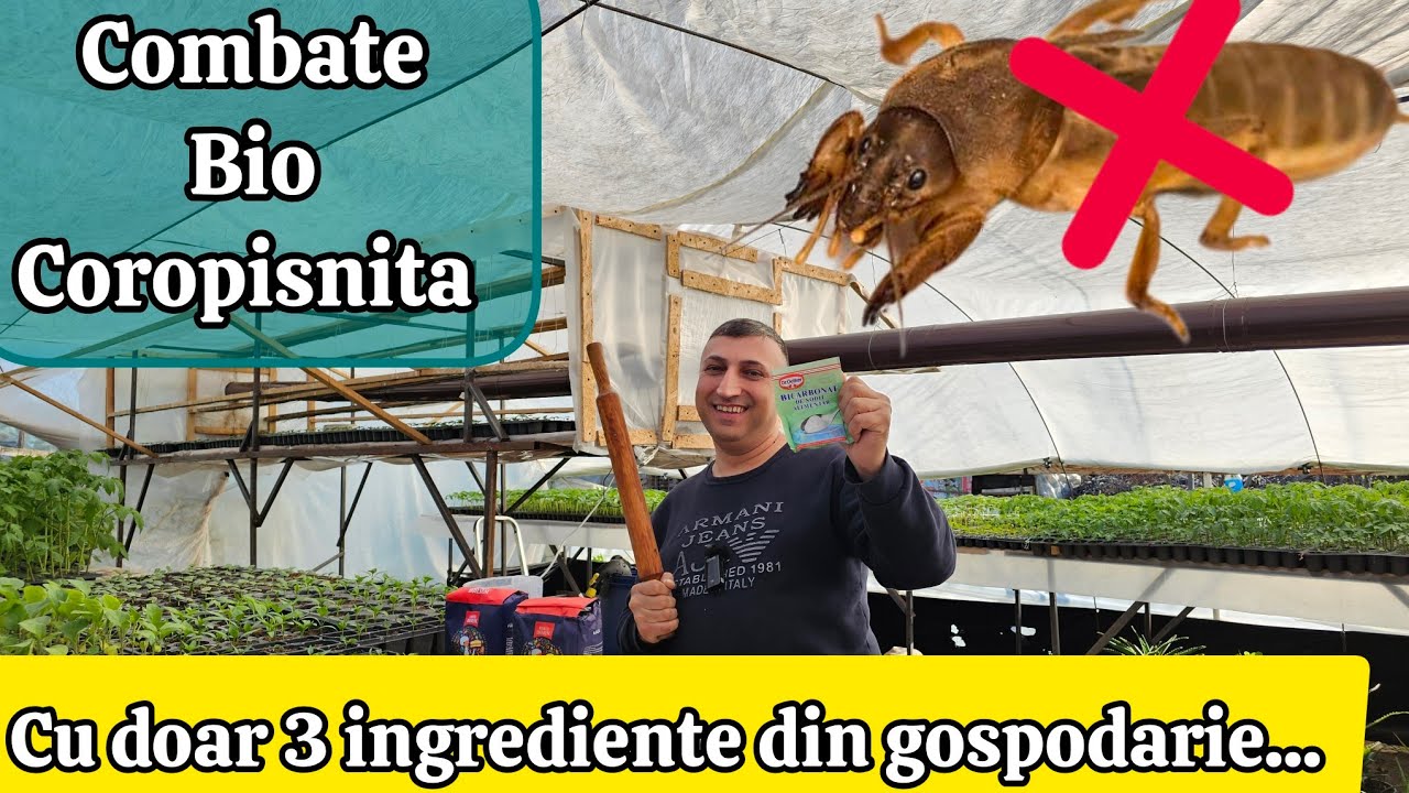 AM FĂCUT GRANULE ANTI-COROPIȘNITĂ din MĂLAI! Funcționează 100%!