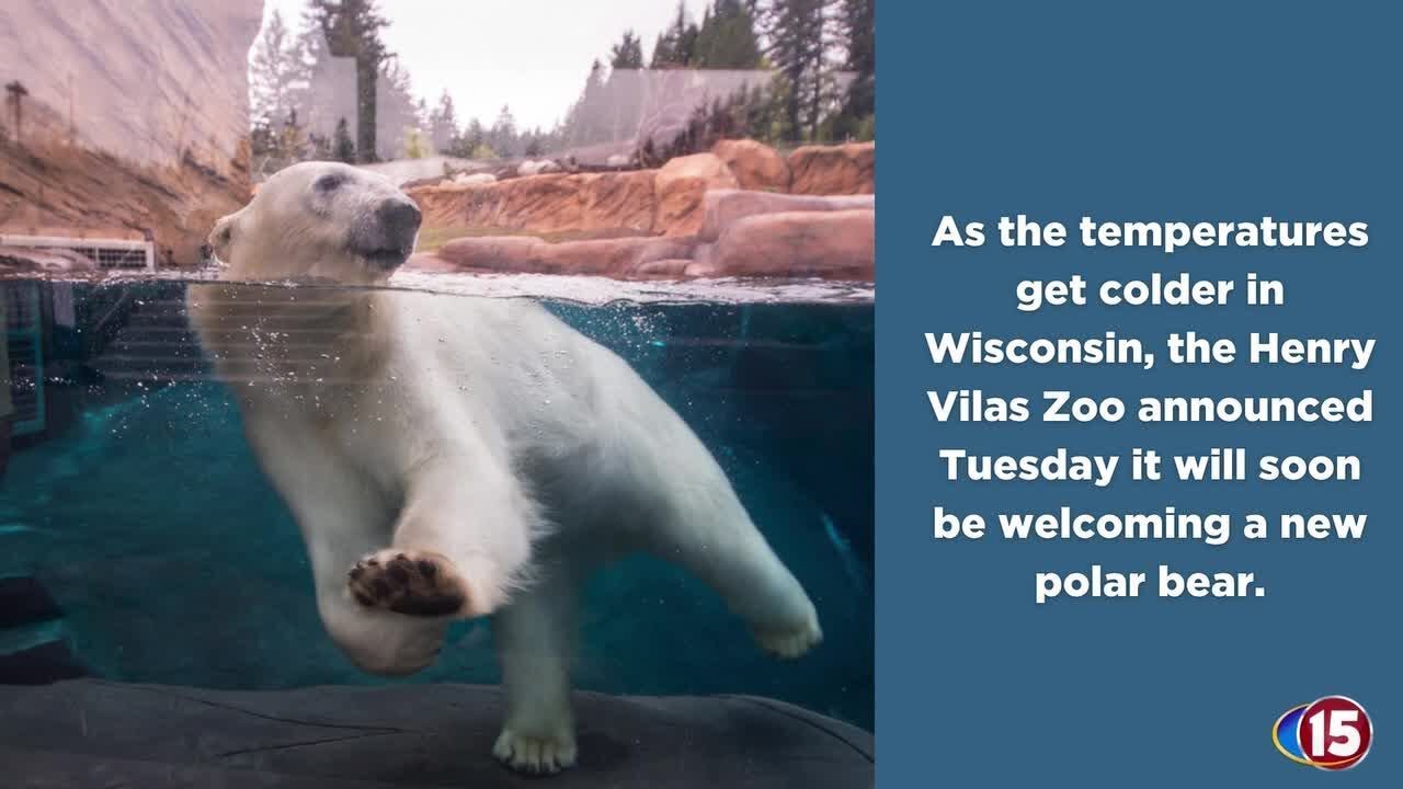 New polar bear coming to Henry Vilas Zoo