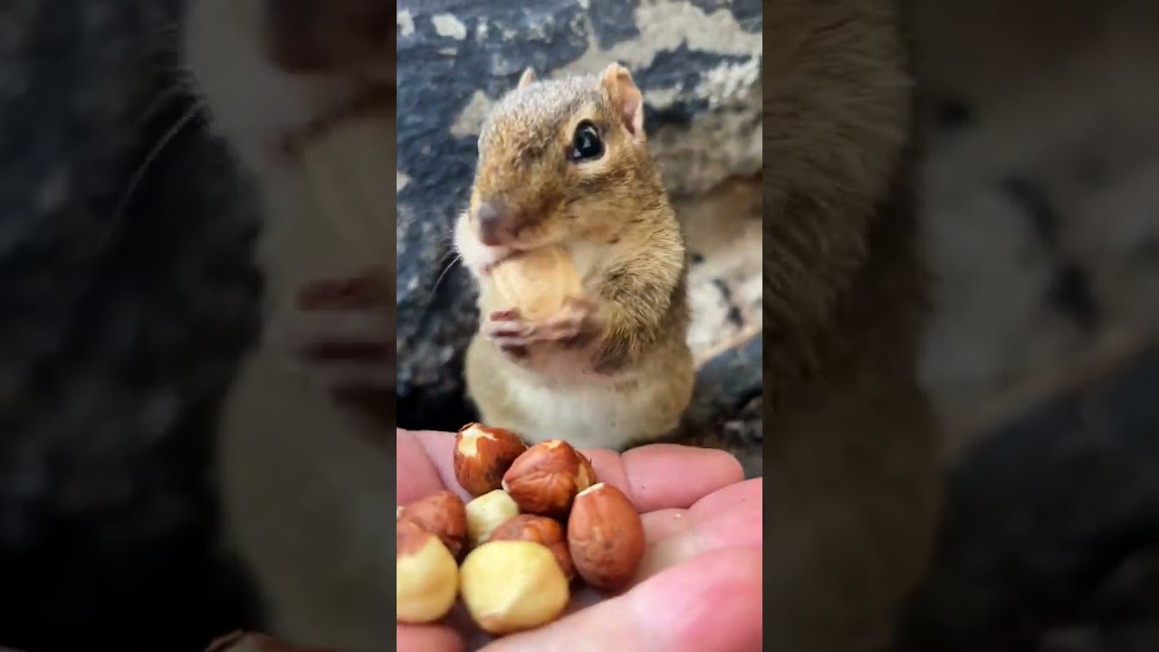A Squirrel's Preparation for Winter: Harvesting Food for the Cold Months Ahead 