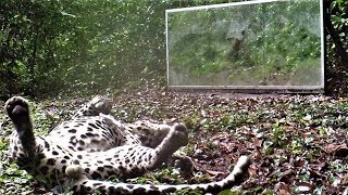 A Leopard's Nap Is More Disturbed By A Tsetse Fly Than By The Mirror Image Of A Rival !