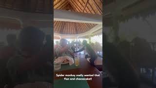 Spider monkey attacks Grandma for dessert at resort in Mexico