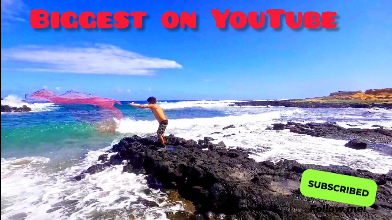 biggest API on YouTube/Hawaiian style throw net fishing/cooking king's fish