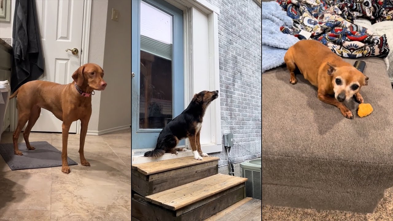 When your dog is your best friend YouTube