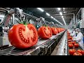 Dentro de una Fábrica Moderna de Tomates: Del Campo a la Mesa