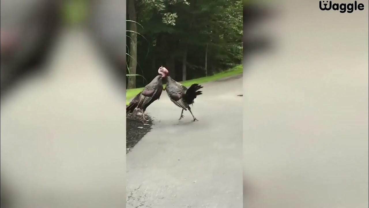 Turkey Bloopers YouTube