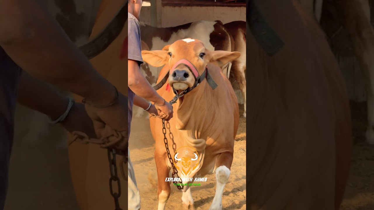 Karachi Cow Mandi😍Malir Cow Mandi | Jameel Memon Mandi |Multan Mandi 