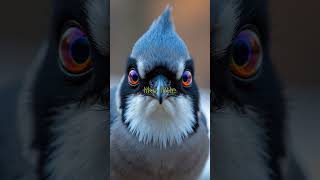 Does This Bird Have a Secret Feather Pantry? 🐦✨ #CanadaJay #NatureKids