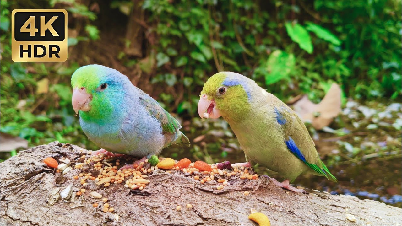 Peaceful Morning with Wild Parrotlets: Calm Birdsong & Forest Ambience (1 Hour)