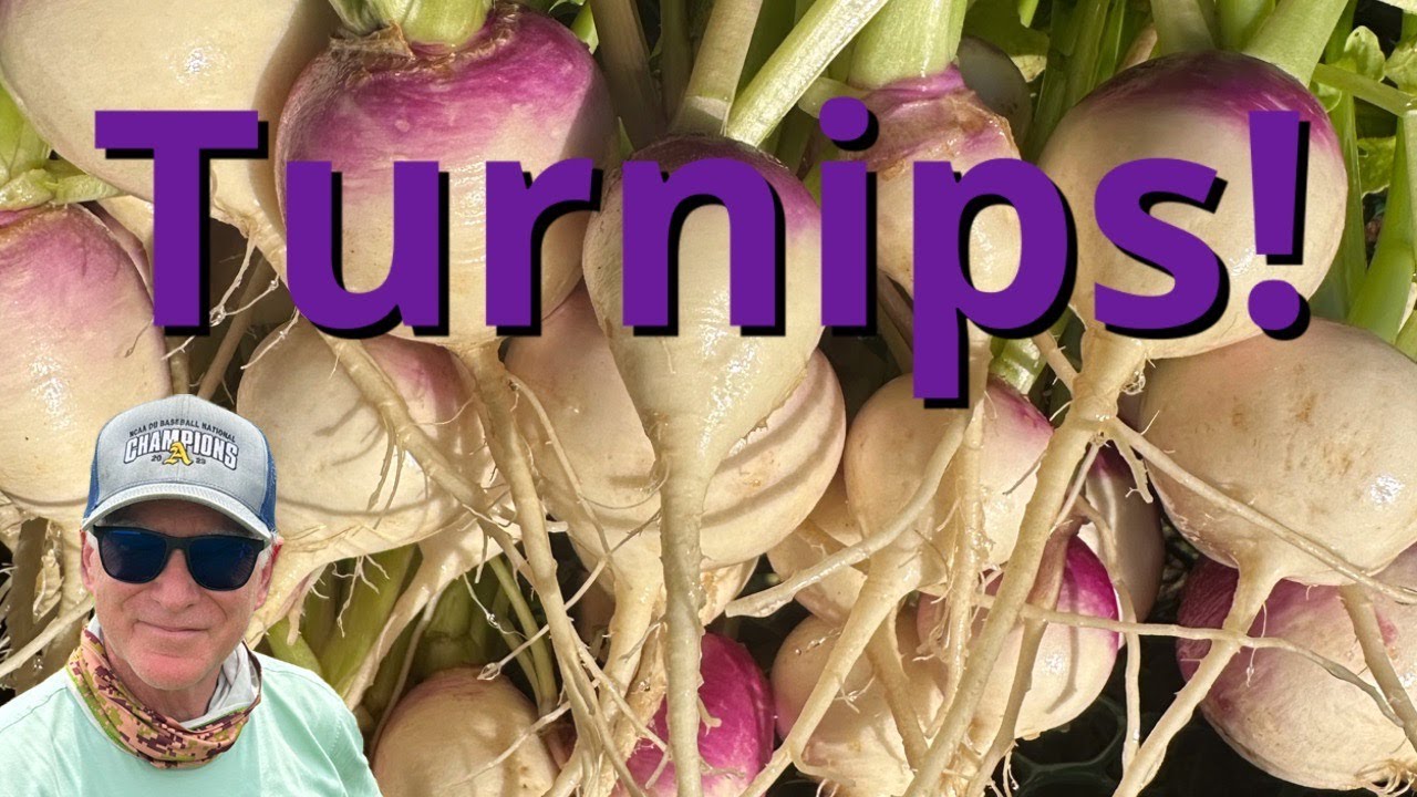 Зимняя репа