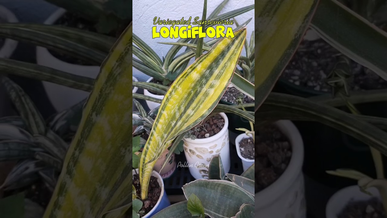 sansevieria gro kaufen Sansevieria Kirkii | 35cm | Online kaufen