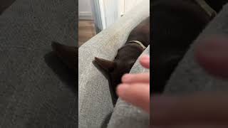 Adorable Miniature Pinscher puppy mad that he got woken up!! #dogshorts