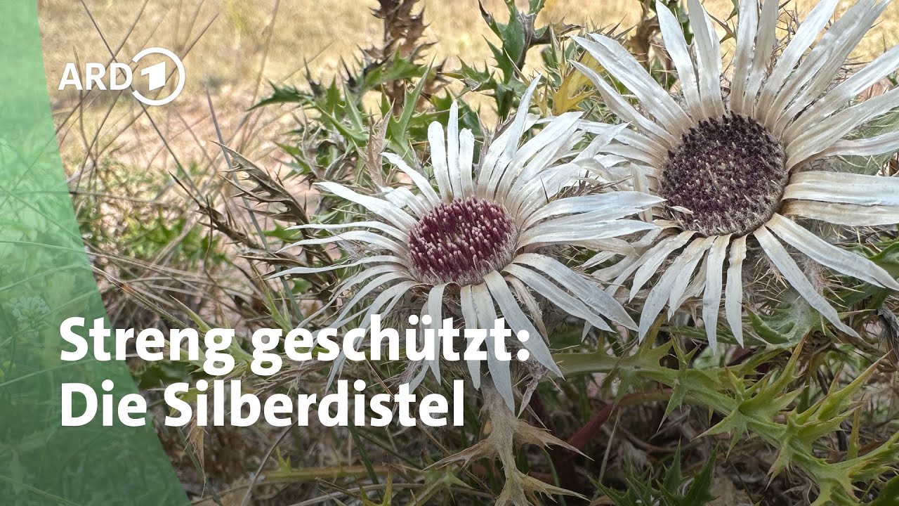 Silberdistel: Stacheliges Überraschungspaket | MDR Garten