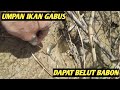 diluar dugaan, mancing belut pakai gabus dapat BABON - EEL FISHING