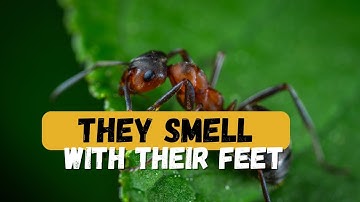 The Secret Language of Ants