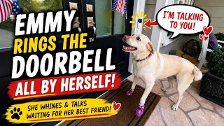 Labrador Retriever Rings the Doorbell Herself… and Can’t Stop Talking ❤️