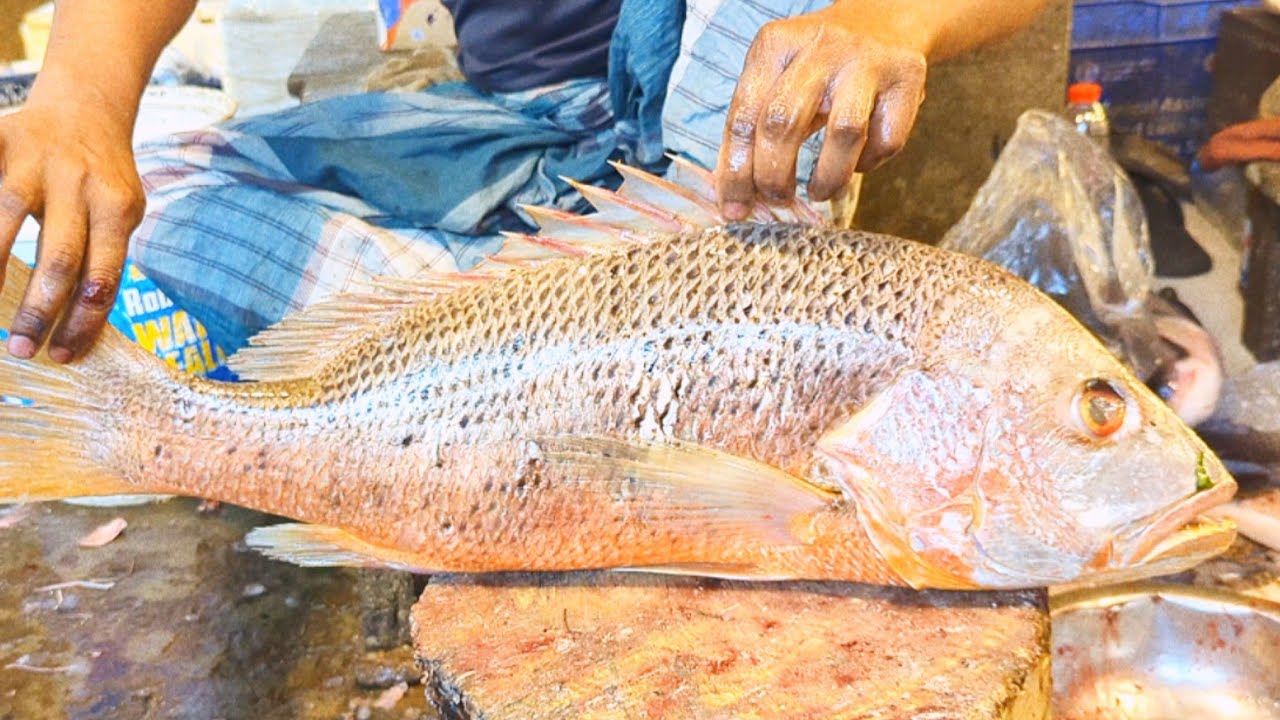 Amazing Cutting Skills /Big Coral Fish Cutting Live In Fish Market