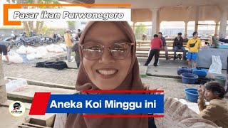 ANEKA KOI DI PASAR IKAN PURWONEGORO BANJARNEGARA 