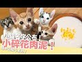 小貓名字大公開！長大來離乳囉～小碎花肉泥！【貓副食食譜】好味貓廚房EP103